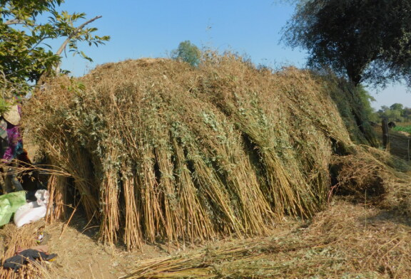 Choking point: India’s environmental crisis